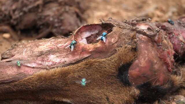 Closeup ants and flies crawling on impala carcass skull eye socket