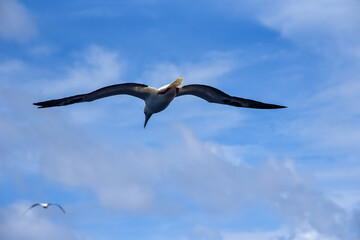 Seabird Masked, Blue-faced Booby (Sula dactylatra) flying over the ocean on the blue sky background. Seabird is hunting for flying fish jumping out of the water.