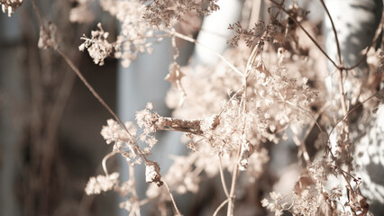 Brown dried flowers with bokeh light background