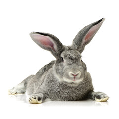 rabbit isolated on white