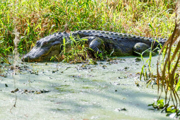 American Florida Alligator sunning in swamp at Circle B Bar Reserve, Lakeland, Florida, USA

