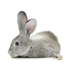 grey rabbit on a white background