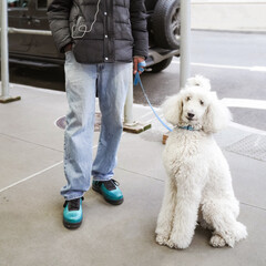 White colored coat royal poodle dog sitting on the street next to the owner. Posing elegantly