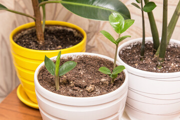 Different home plants. Sprout of a young little plant zamiokulkas in pot closeup. Growing indoor houseplants