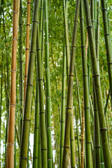 Green bamboo grove in Japan.