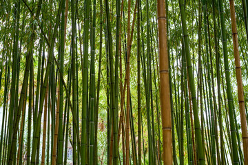 Green bamboo trees in park in Japan.