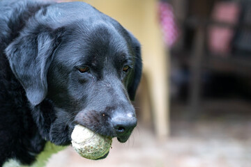 black dog with ball in his mouth, playing fetch