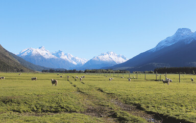 Fototapeta na wymiar Landscape with mountains and sheep