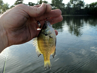 holding a small sunfish perch