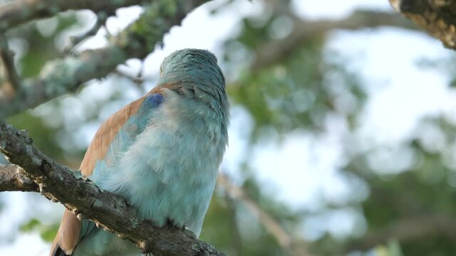 European Roller bird sitting peacefully on a branch in tree