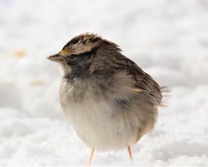 A Sparrow in the Snow