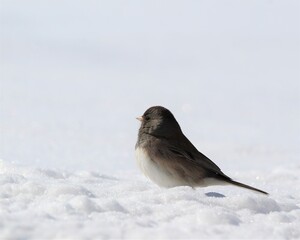 A Tiny Snow Bird Foraging in the Snow