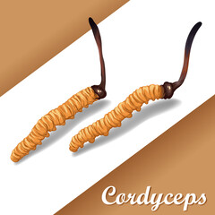 Cordyceps Sinensis. Traditional chinese herbs, Is a mushroom that using for medicine and food famous in Asian. vector illustration