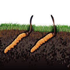 Cordyceps Sinensis. Traditional chinese herbs, Is a mushroom that using for medicine and food famous in Asian. vector illustration