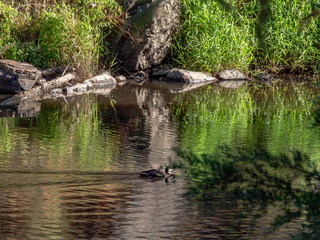 Duck Into Reflection