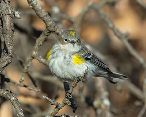 Yellow Rumped Warbler