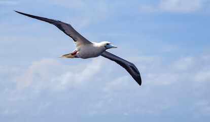 Seabird Masked, Blue-faced Booby (Sula dactylatra) flying over the ocean on the blue sky background. Seabird is hunting for flying fish jumping out of the water.