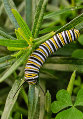 Closeup of Monarch caterpillar (Danaus plexippus) feeding on milkweed leaves.
