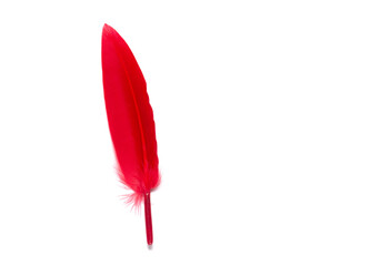 a bright red feather on a white background. isolate.