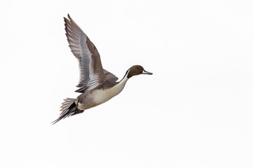 Fototapeta na wymiar A male Northern pintail duck ` Anas acuta ` in flight, isolated on white background.