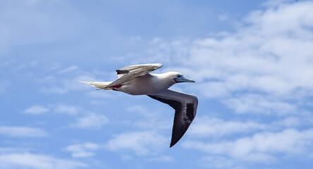 Seabird Masked, Blue-faced Booby (Sula dactylatra) flying over the ocean on the blue sky background. Seabird is hunting for flying fish jumping out of the water.