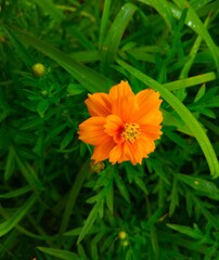 flower kenikir sulfur, its scientific name is Cosmos sulphureus