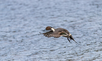 A male northern pintail duck 