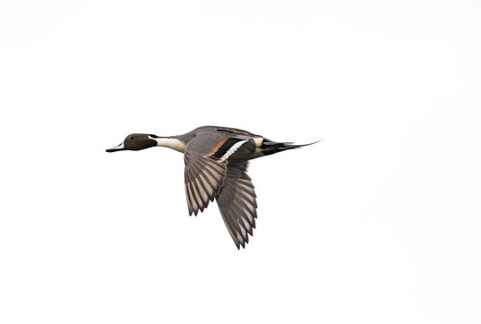 A male Northern pintail duck  `  Anas acuta ` in flight, isolated on white background.