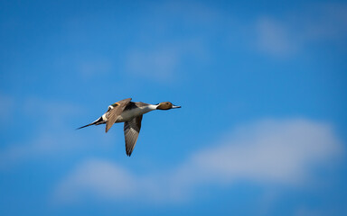 A male northern pintail duck 