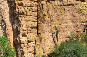 Large Saguaro Cactus growing out of the side of a rock cliff