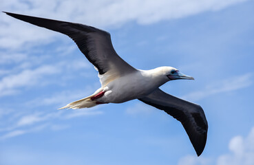 Seabird Masked, Blue-faced Booby (Sula dactylatra) flying over the ocean on the blue sky background. Seabird is hunting for flying fish jumping out of the water.