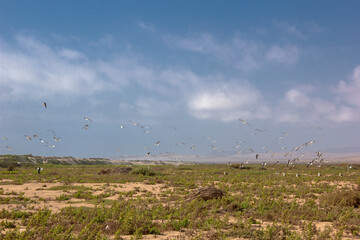 seagulls flying in cloudy green meadow