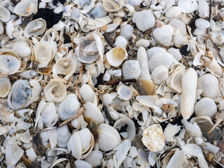 White seashell on the beach, dead shells