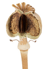 A cut poppy box, isolated on white background