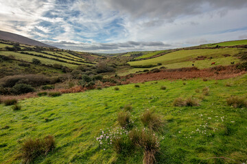 Pastureland near Dingle, Ireland