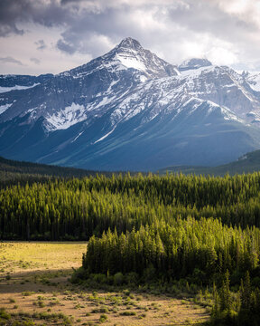 Beautiful afternoon light glowing across a forest down in a valley within the Canadian Rockies during the Summer.