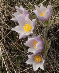 Pasqueflower (Anemone patens) purple wildflowers in Beartooth Mountains, Montana