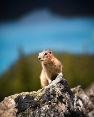 A Goldenmantled Ground Squirrel poses atop a boulder in front of Peyto Lake in Banff National Park during the early Summer.