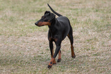 Manchester Terrier showing thumbmark