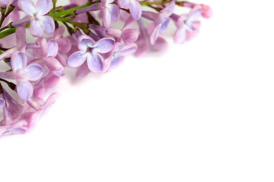 Closeup of purple lilac Syringa vulgaris, flowers on a white background