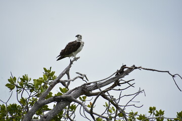 águila pescadora punta allen Tulum México