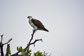 águila pescadora punta allen Tulum México