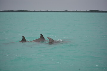 delfines punta allen tulum mexico