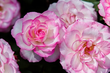 Pink garden roses on dark background