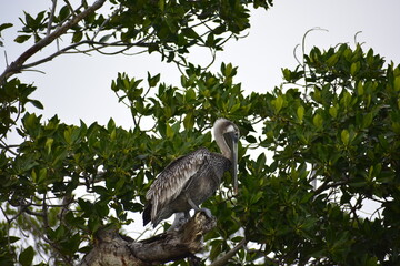 pelikano punta allen tulum mexico