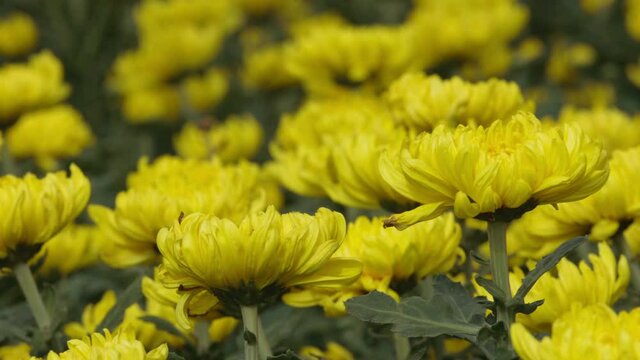Close up of yellow chrysanthemum blossom movement in garden. beautiful flower in houseplant