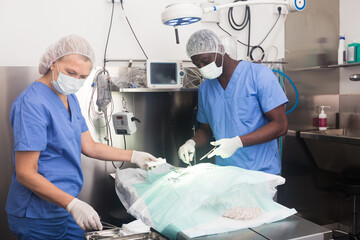 Proffesional veterinarians in uniform doing operation in a veterinary clinic