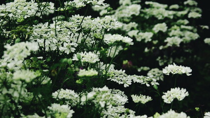 green grass in the meadow