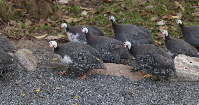 Helmeted guinea fowls feeding on seeds and grass on the gravel road. Free range animal husbandry concept.