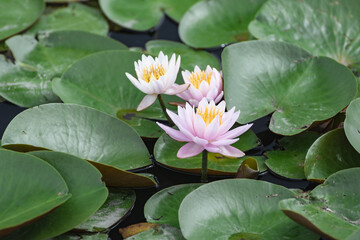 満開の睡蓮の花